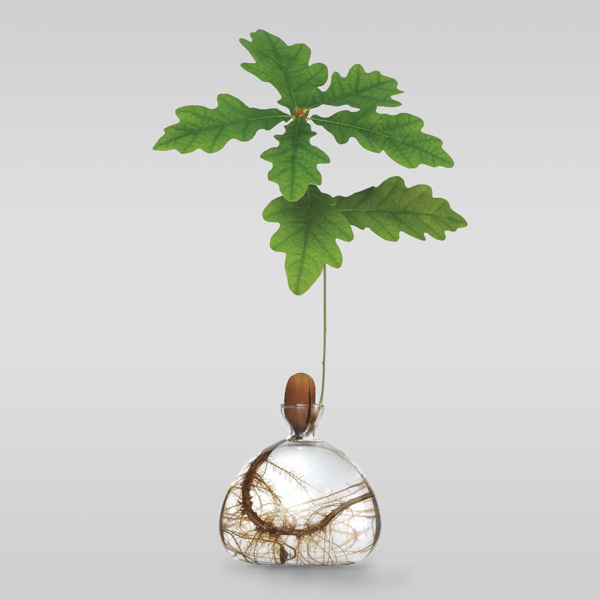 Minimalist Glass Vase for Growing Plants & Bulbs - Acorn Design