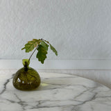 Minimalist Glass Vase for Growing Plants & Bulbs - Acorn Design