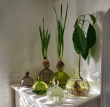 Minimalist Glass Vase for Growing Plants & Bulbs - Acorn Design