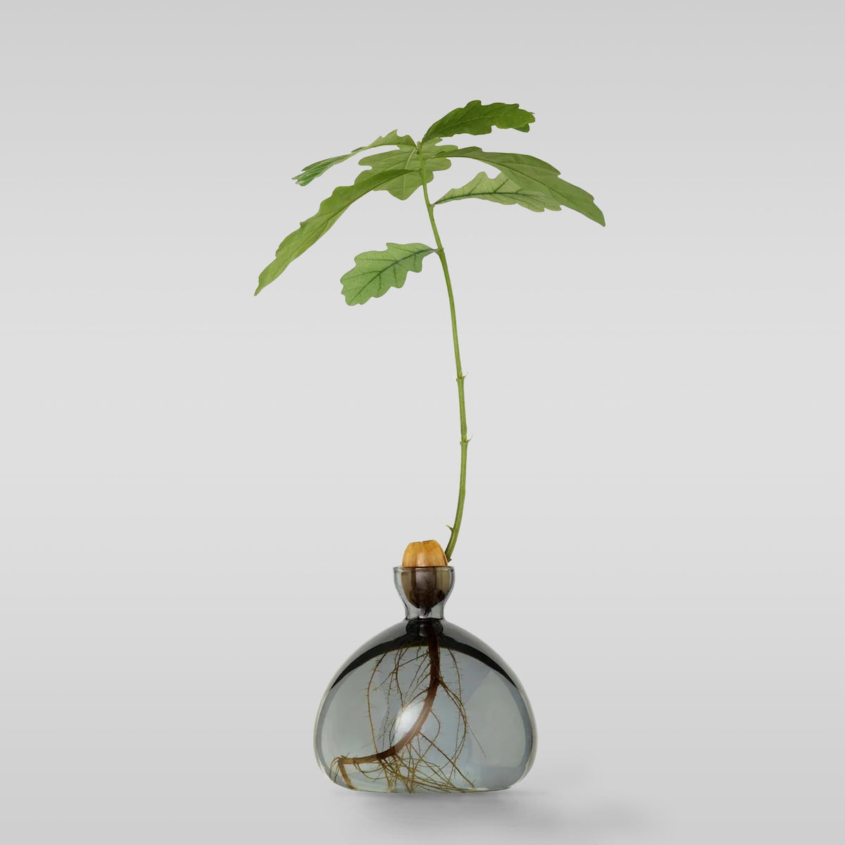 Minimalist Glass Vase for Growing Plants & Bulbs - Acorn Design