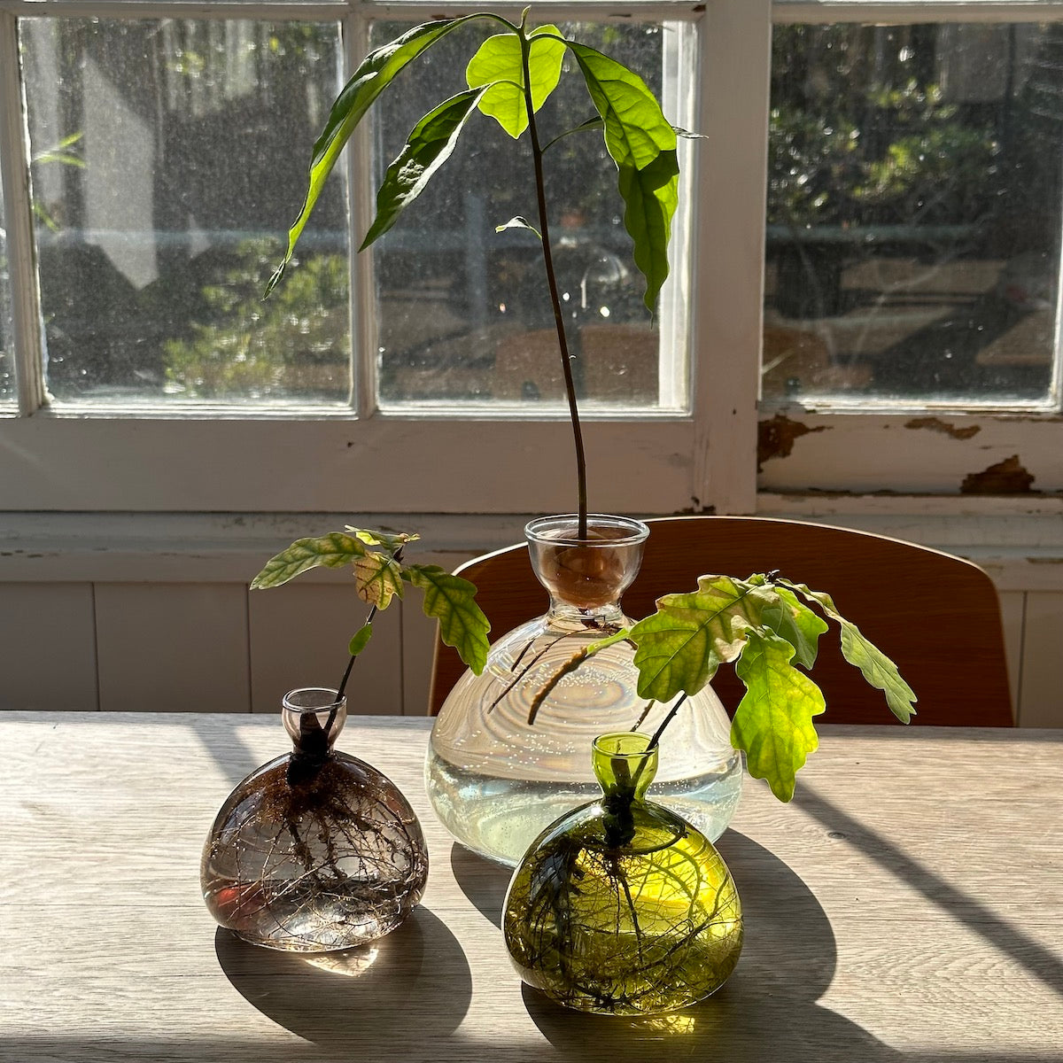 Minimalist Glass Vase for Growing Plants & Bulbs - Acorn Design