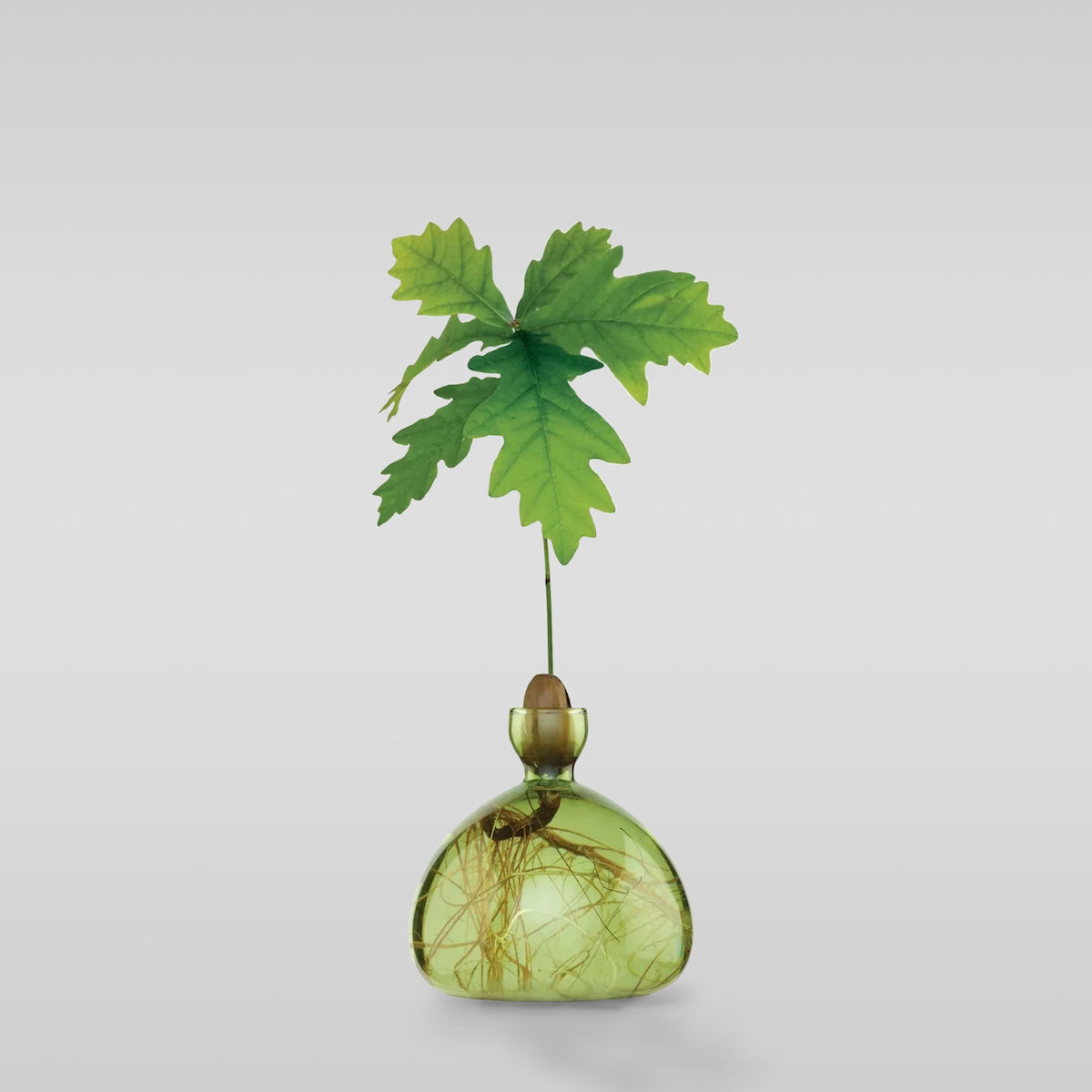 Minimalist Glass Vase for Growing Plants & Bulbs - Acorn Design