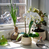 Minimalist Glass Vase for Growing Plants & Bulbs - Acorn Design