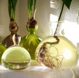 Minimalist Glass Vase for Growing Plants & Bulbs - Acorn Design