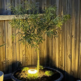 SunBeam Solar Garden Path Lights with Rust-Proof Steel 6