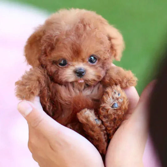 WuffiMotion - Interactive Movable Plush Dog Toy for Kids
